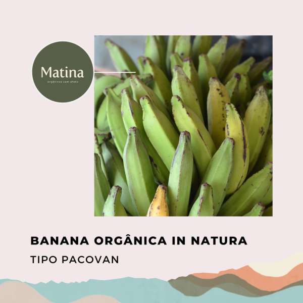 Banana madura tipo Pacovan